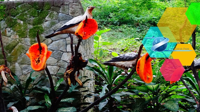در بهشت کوالالامپور به تماشای انواع پرندگان رنگارنگ بنشینید ، زیما سفر 